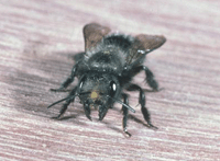 Female Mason Bee