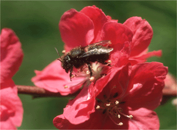 Female BOB on Quince Flower