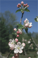 Apple Blossoms